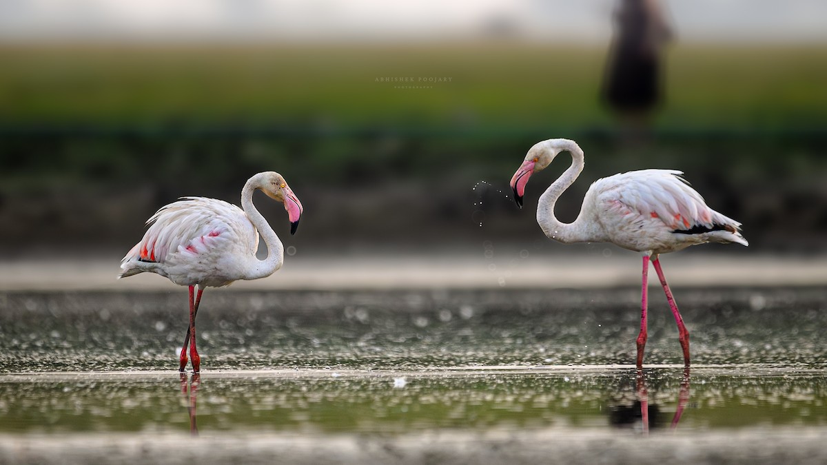 Greater Flamingo - ML622423953