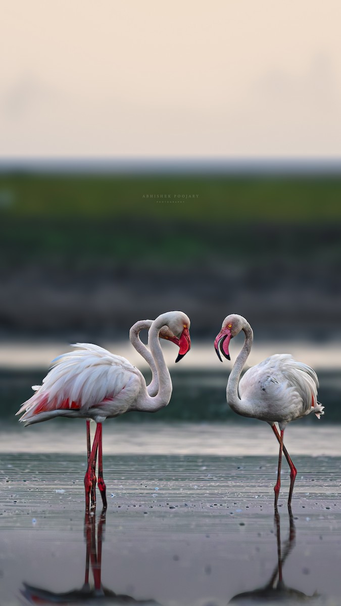 Greater Flamingo - ML622423954