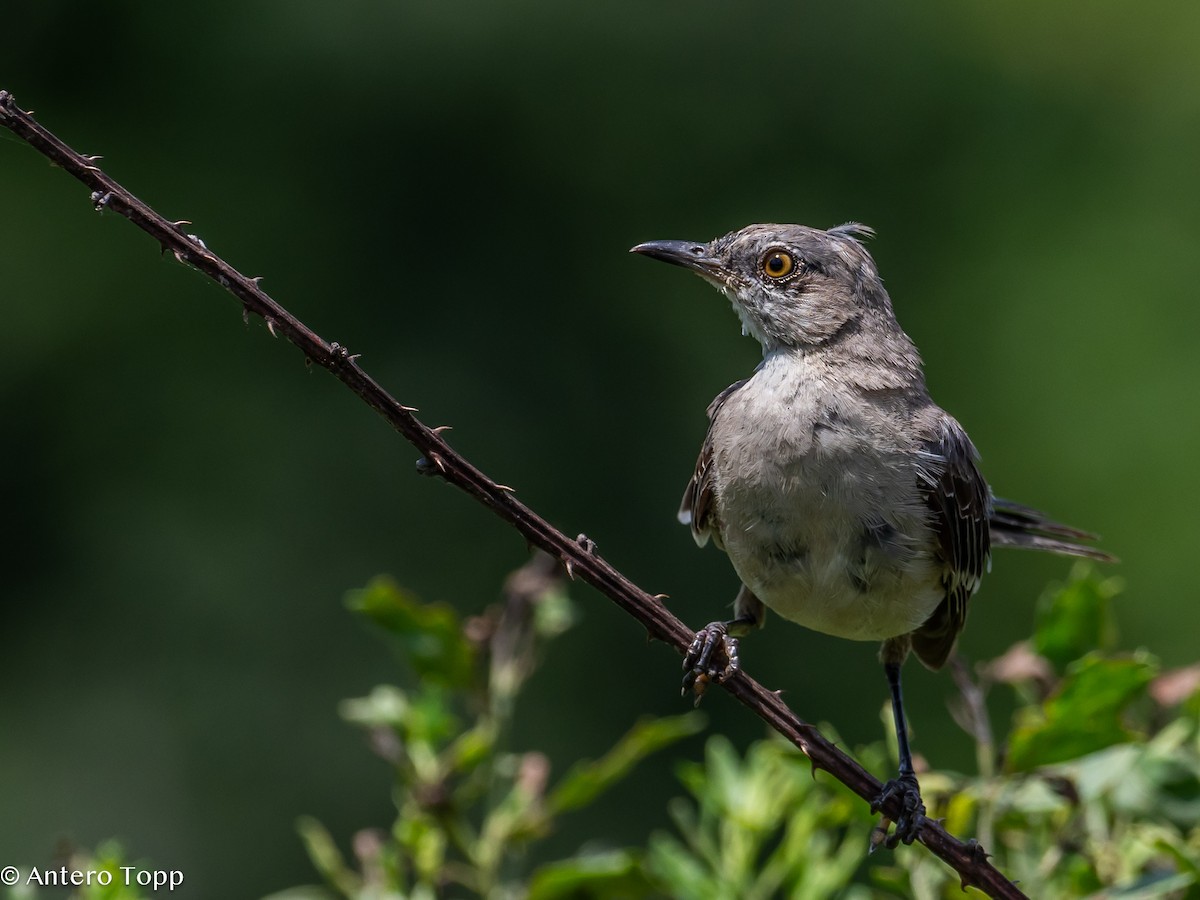 Northern Mockingbird - Antero Topp