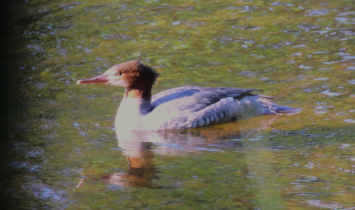 Common Merganser - Theresa Gessing