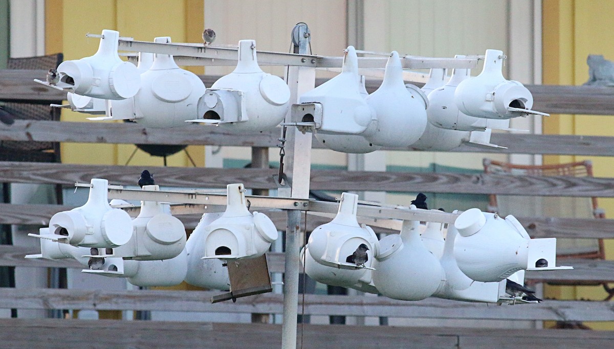 Purple Martin - ML622424070