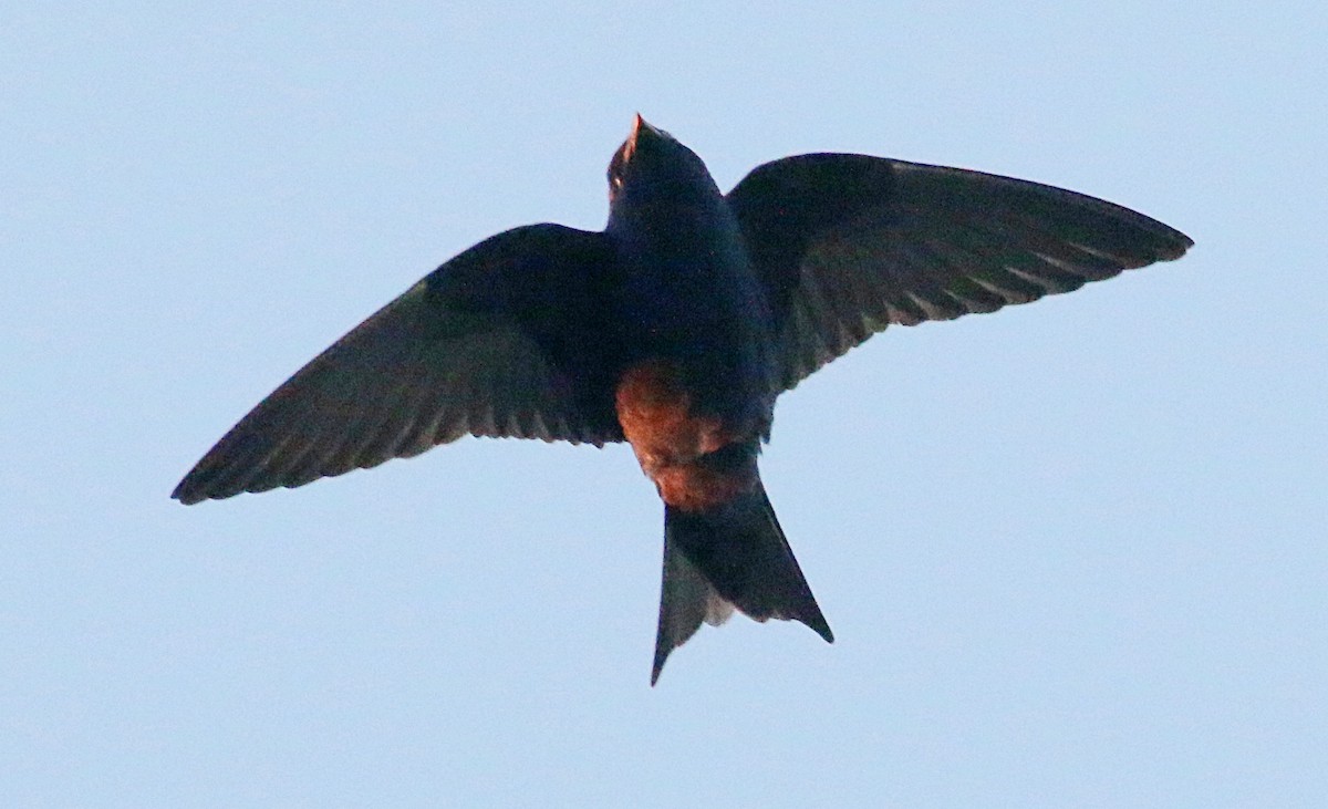 Purple Martin - ML622424072