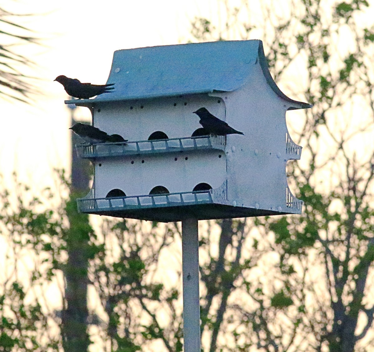 Purple Martin - ML622424074