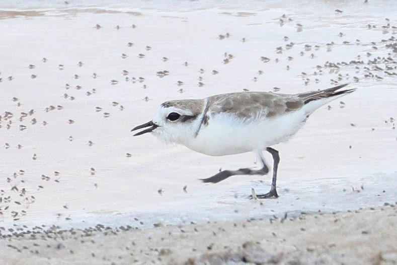 Snowy Plover - ML622424150