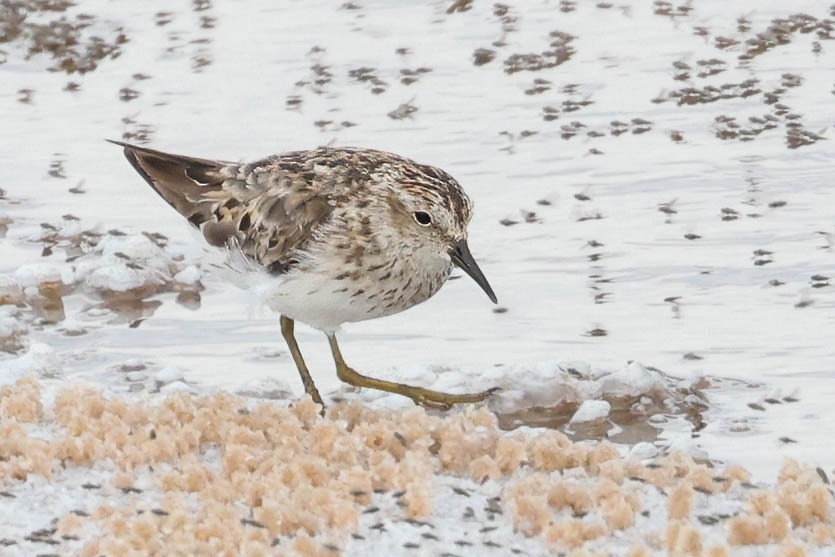 Least Sandpiper - ML622424159