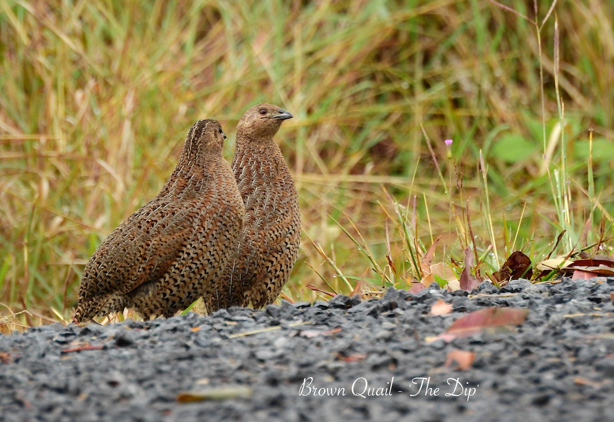 Brown Quail - ML622424199