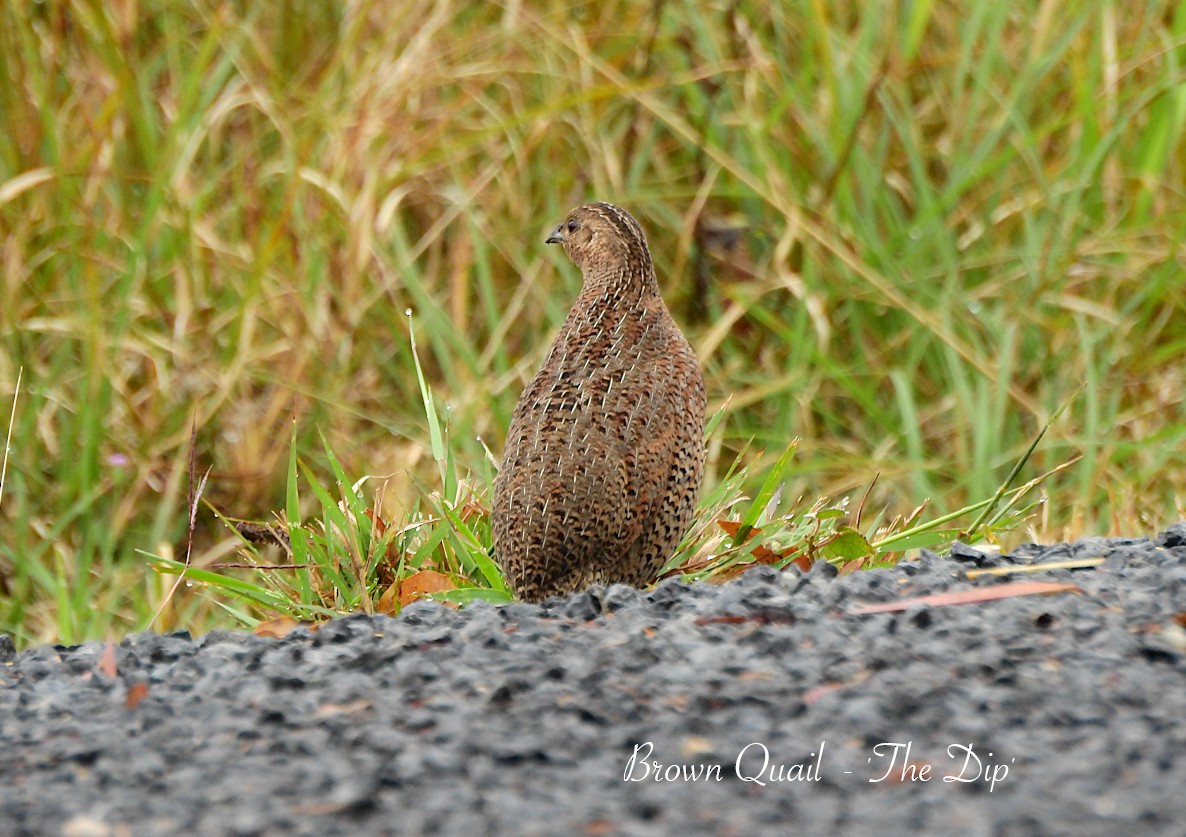 Brown Quail - ML622424207