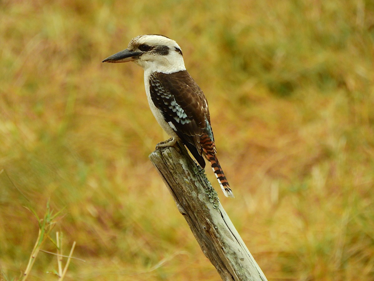 Laughing Kookaburra - Marie Tarrant