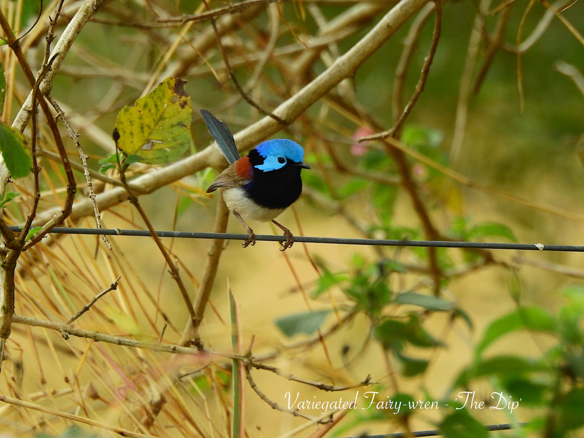 Variegated Fairywren - ML622424220