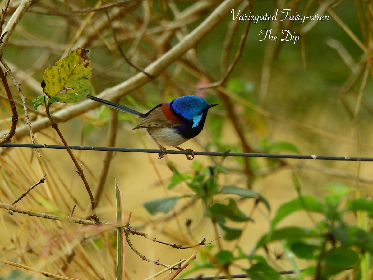 Variegated Fairywren - ML622424221