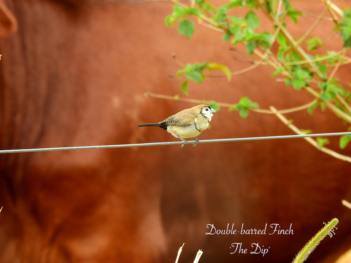 Double-barred Finch - Marie Tarrant