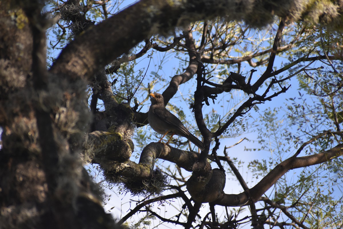 Great Thrush - ML622424253