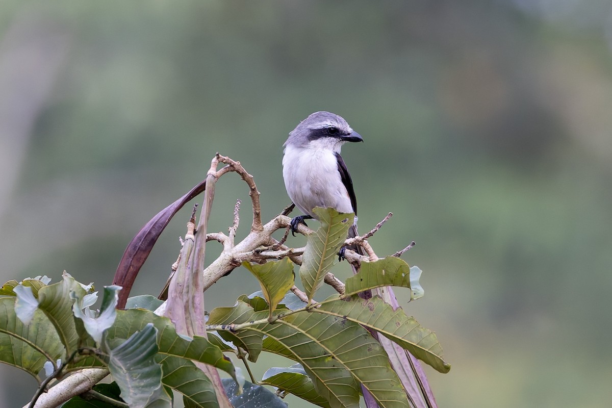 Mackinnon's Shrike - Steve Popple