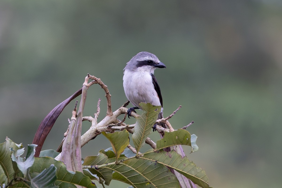 Mackinnon's Shrike - ML622424257