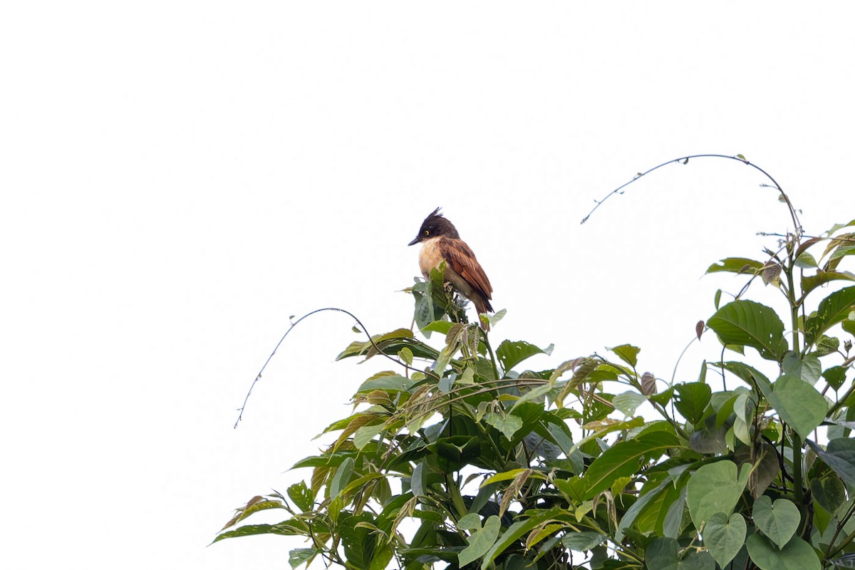 Black-and-white Shrike-flycatcher - ML622424271