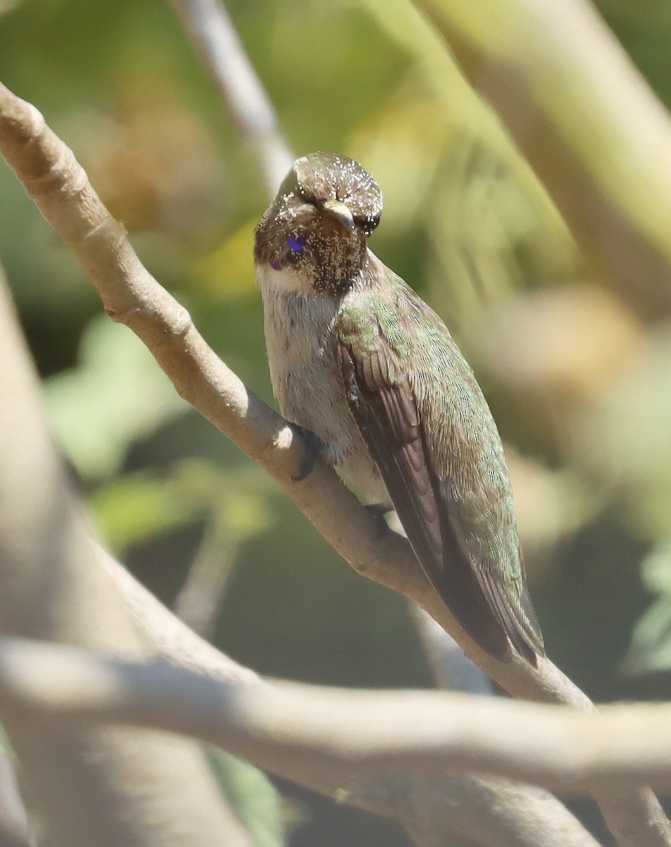 Costa's Hummingbird - Steve Tucker