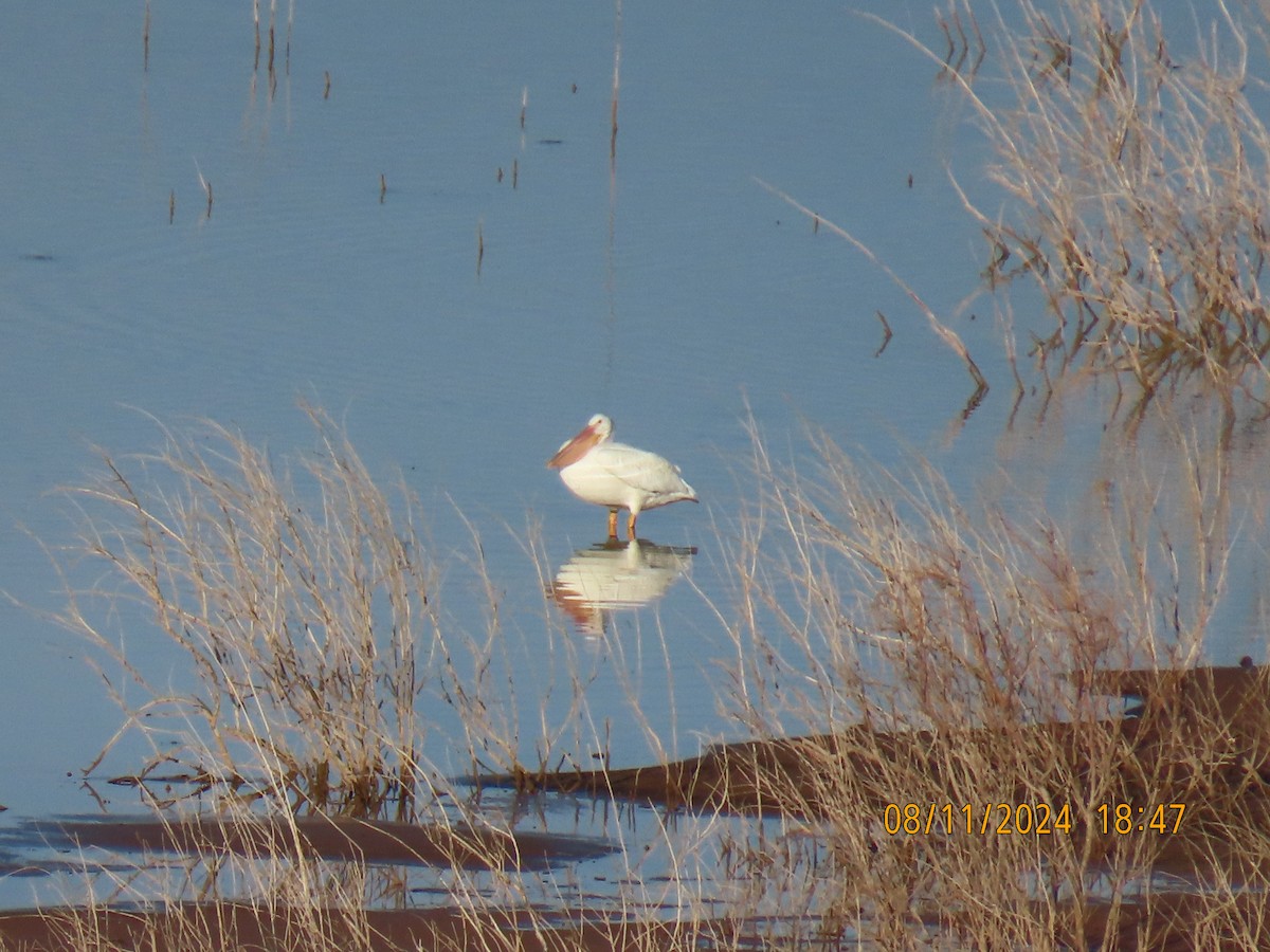 American White Pelican - ML622424352