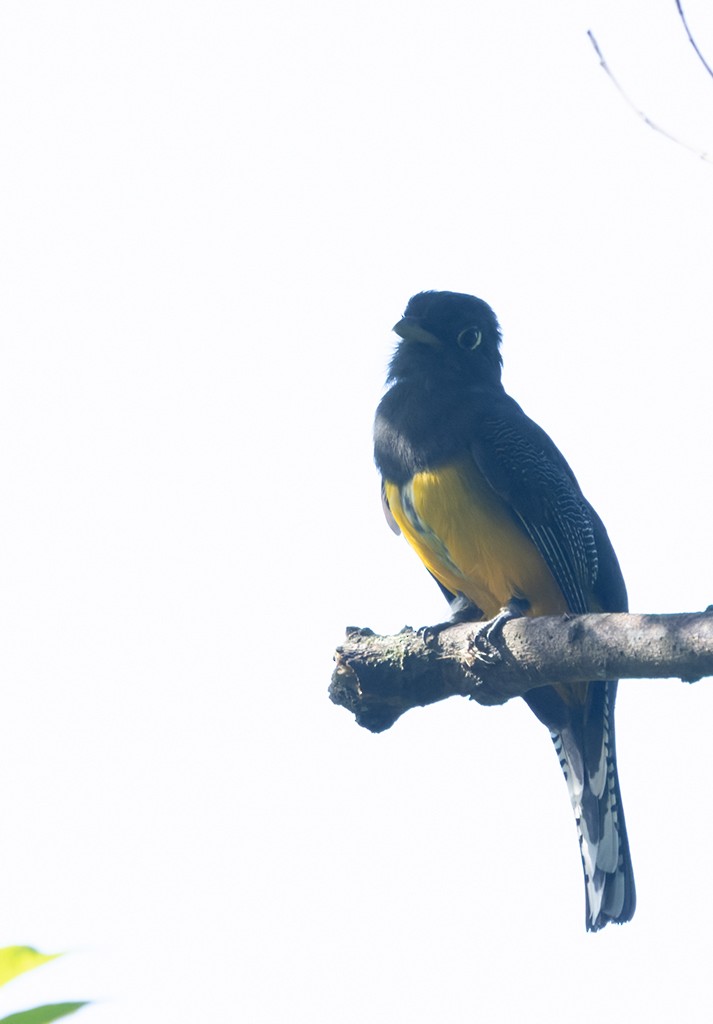 Gartered Trogon - manuel grosselet