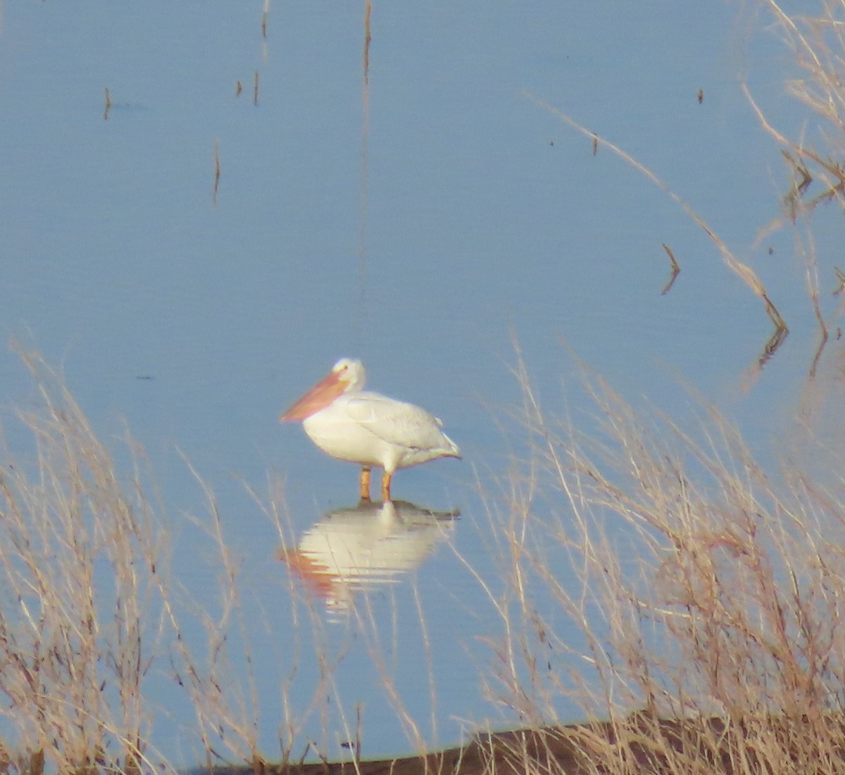 American White Pelican - ML622424355