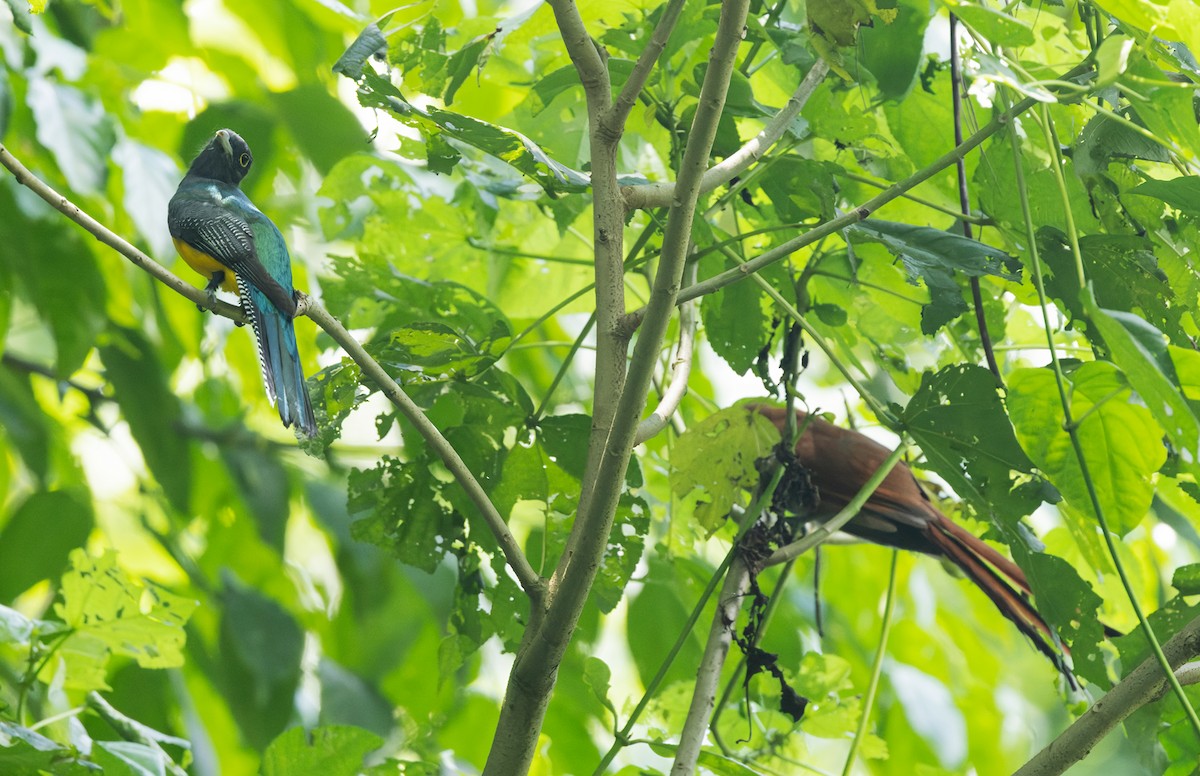 Gartered Trogon - manuel grosselet