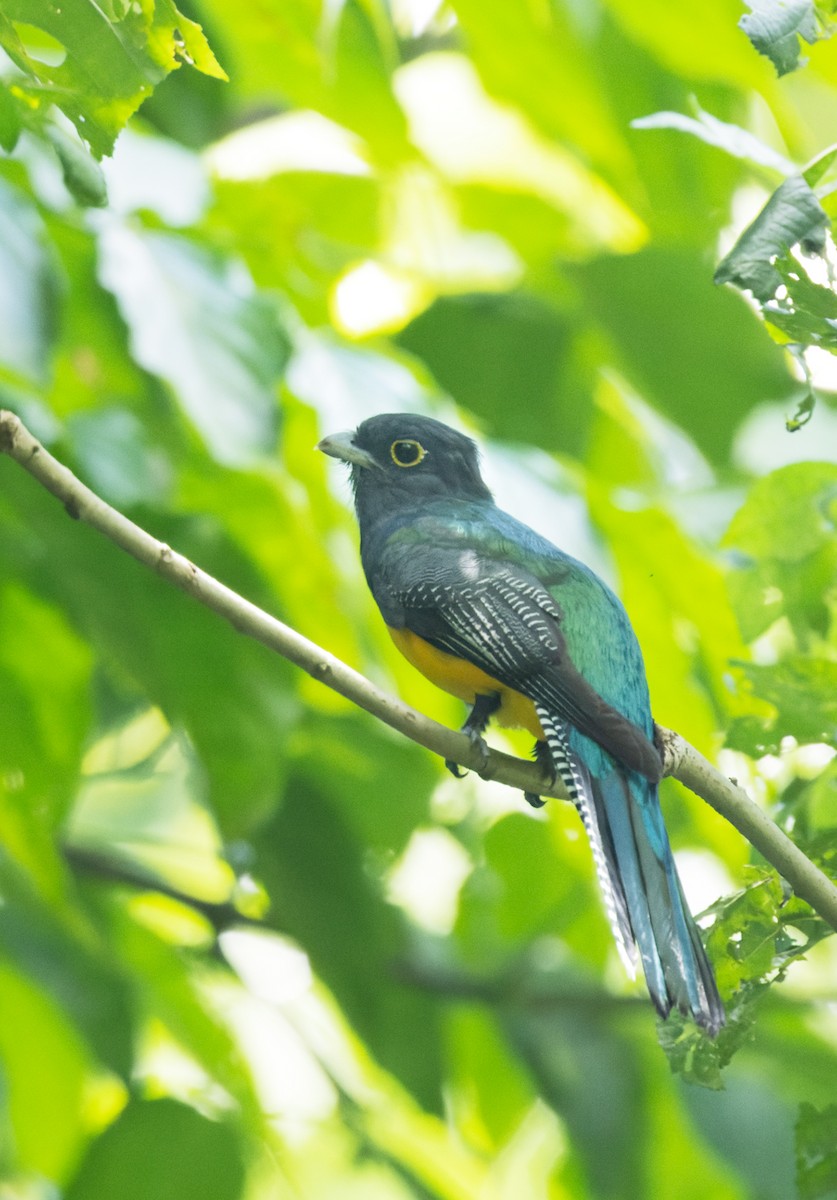 Gartered Trogon - ML622424360