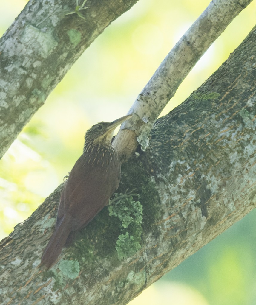 Ivory-billed Woodcreeper - ML622424365