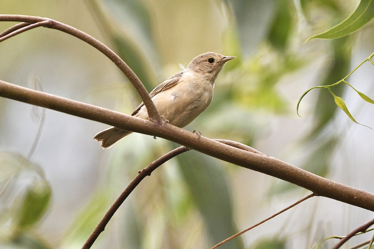 Lucy's Warbler - ML622424373