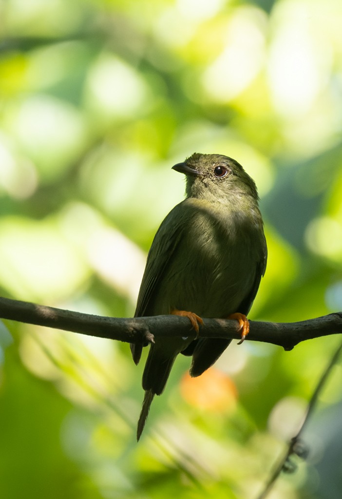 Long-tailed Manakin - ML622424375