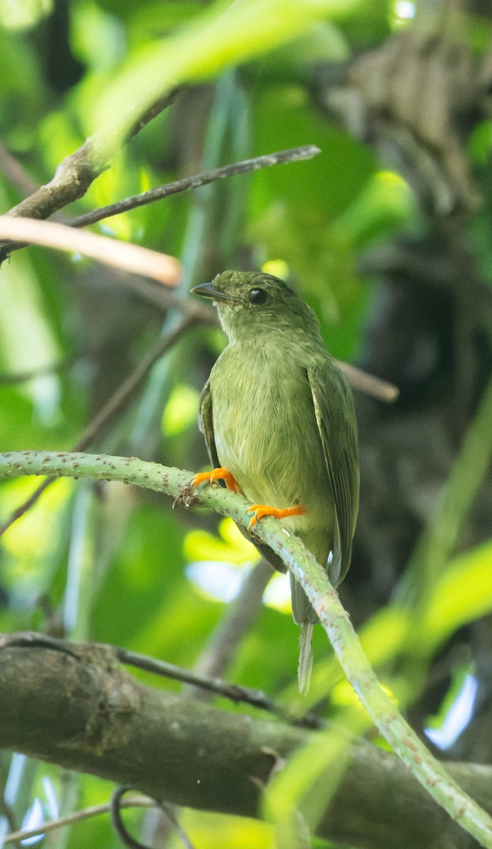 Long-tailed Manakin - ML622424376