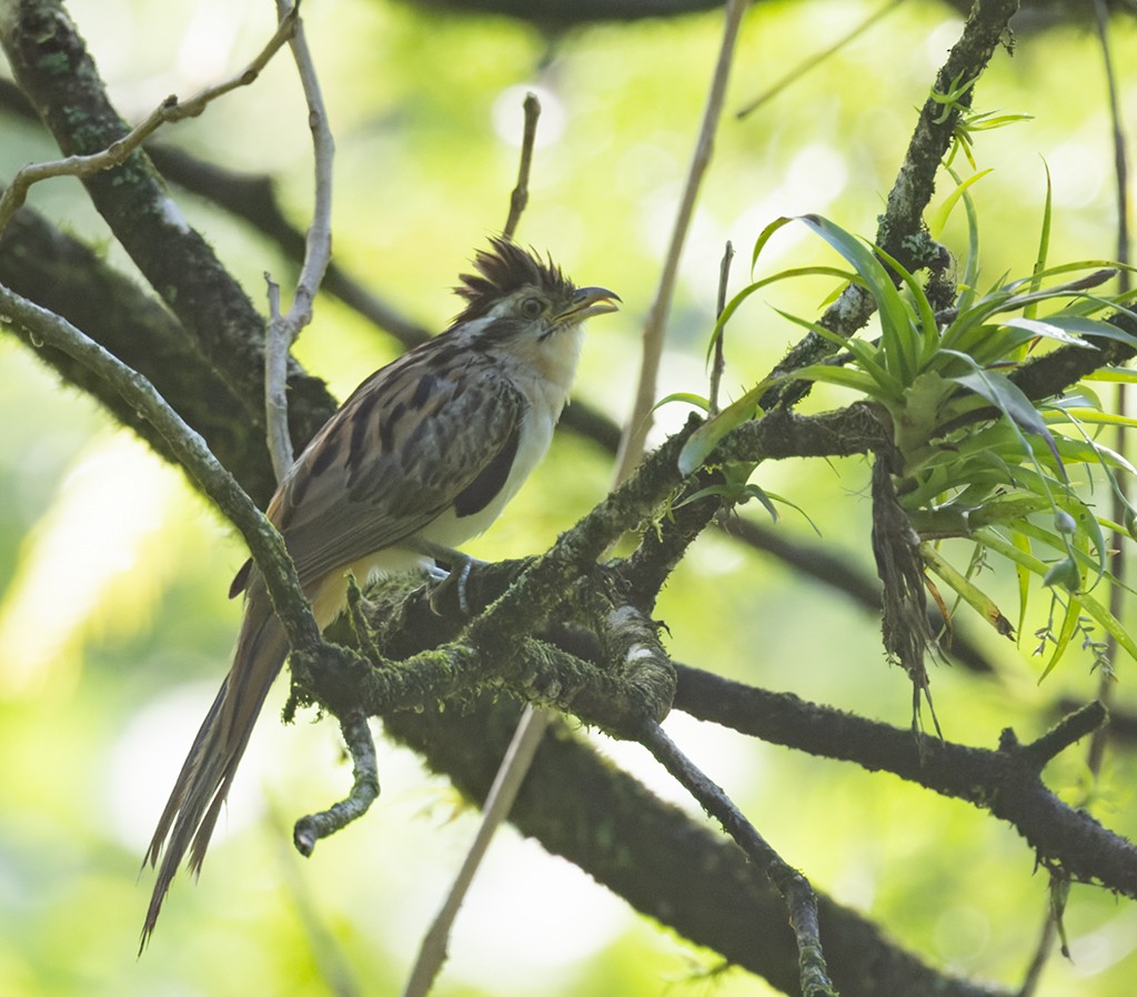 Striped Cuckoo - manuel grosselet