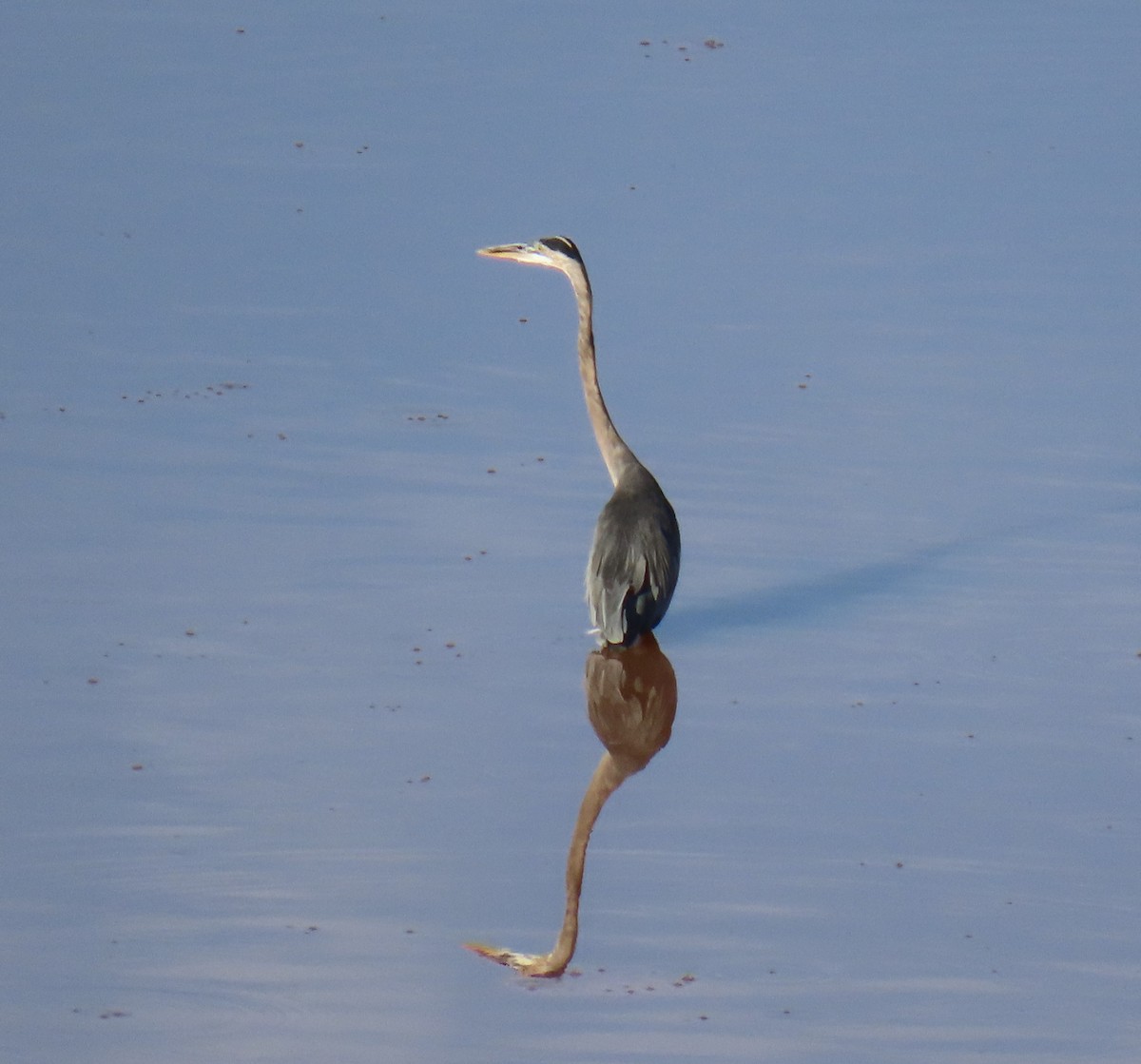 Great Blue Heron - ML622424382