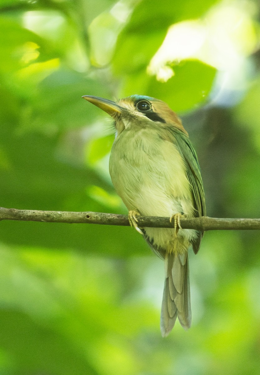 Tody Motmot - manuel grosselet