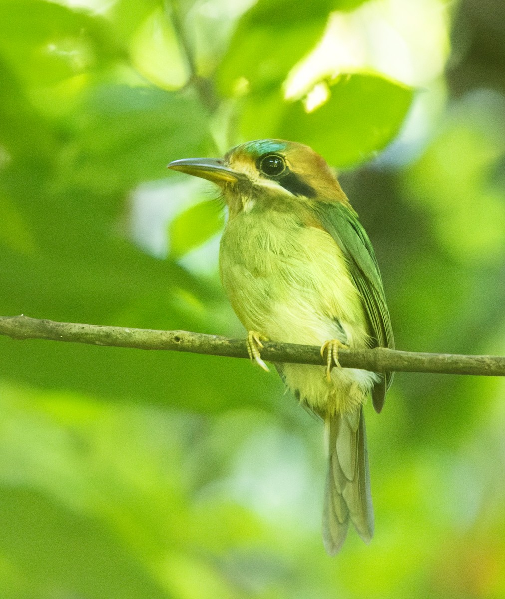 Tody Motmot - ML622424385