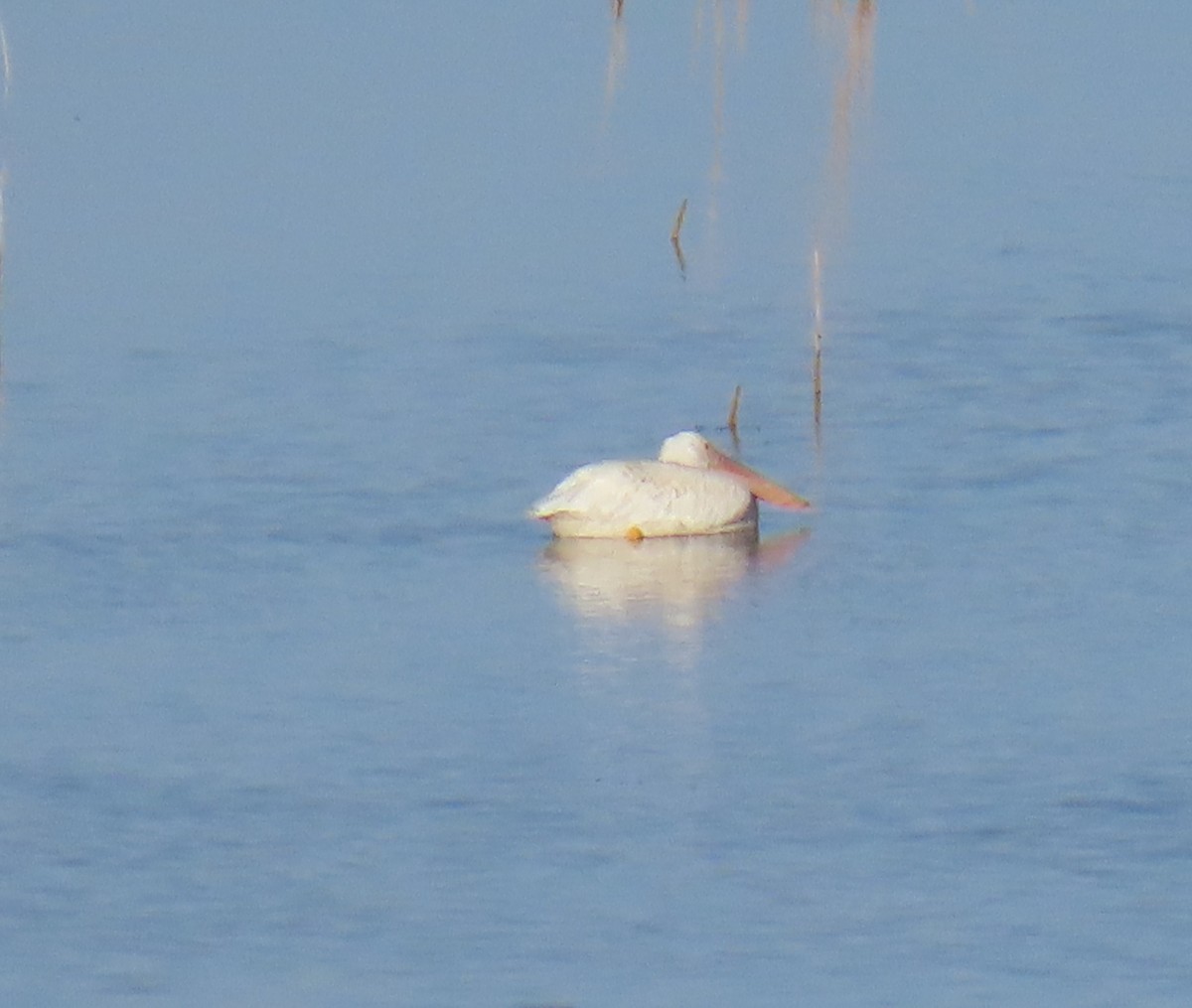 American White Pelican - ML622424397