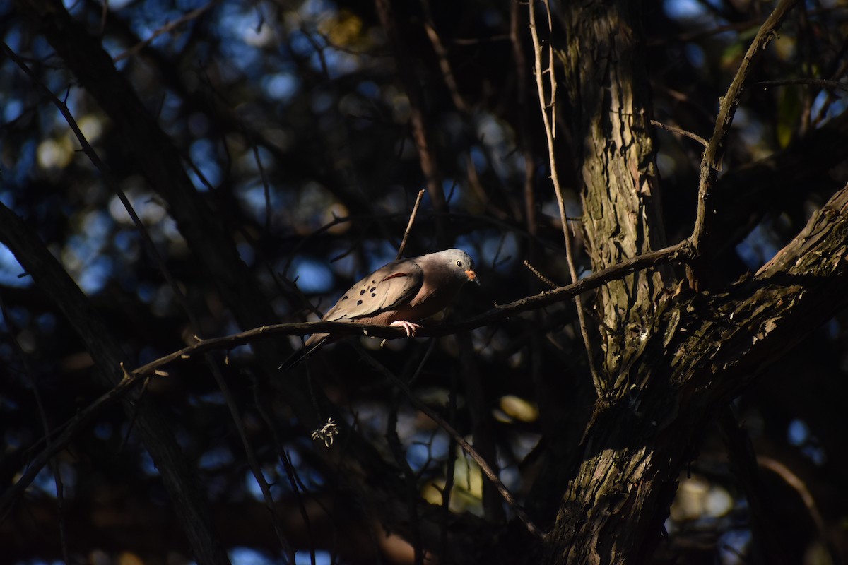 Croaking Ground Dove - ML622424399