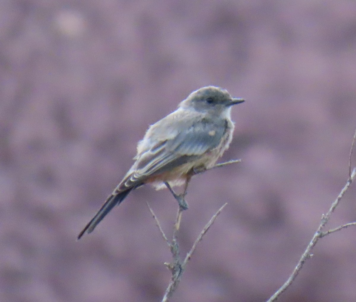 Say's Phoebe - ML622424417
