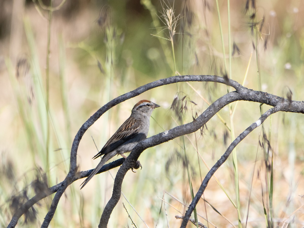 Chipping Sparrow - ML622424430