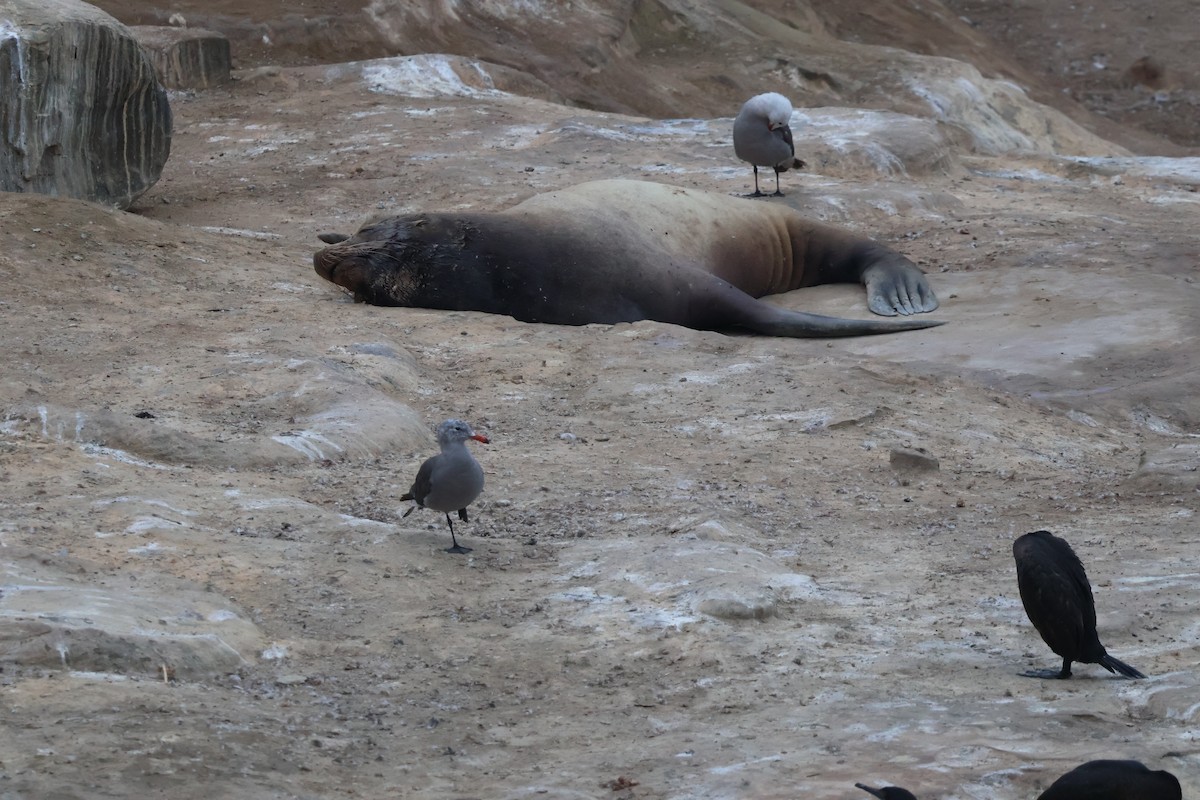 Heermann's Gull - ML622424431