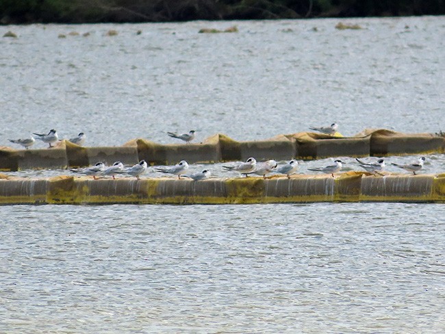 Forster's Tern - Nancy Anderson