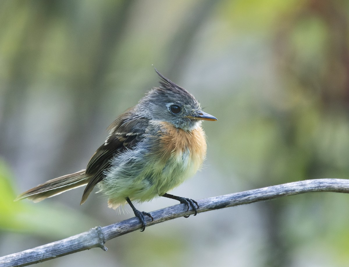 Belted Flycatcher - ML622424490