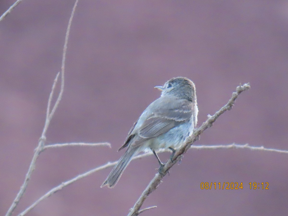 Western Wood-Pewee - ML622424492