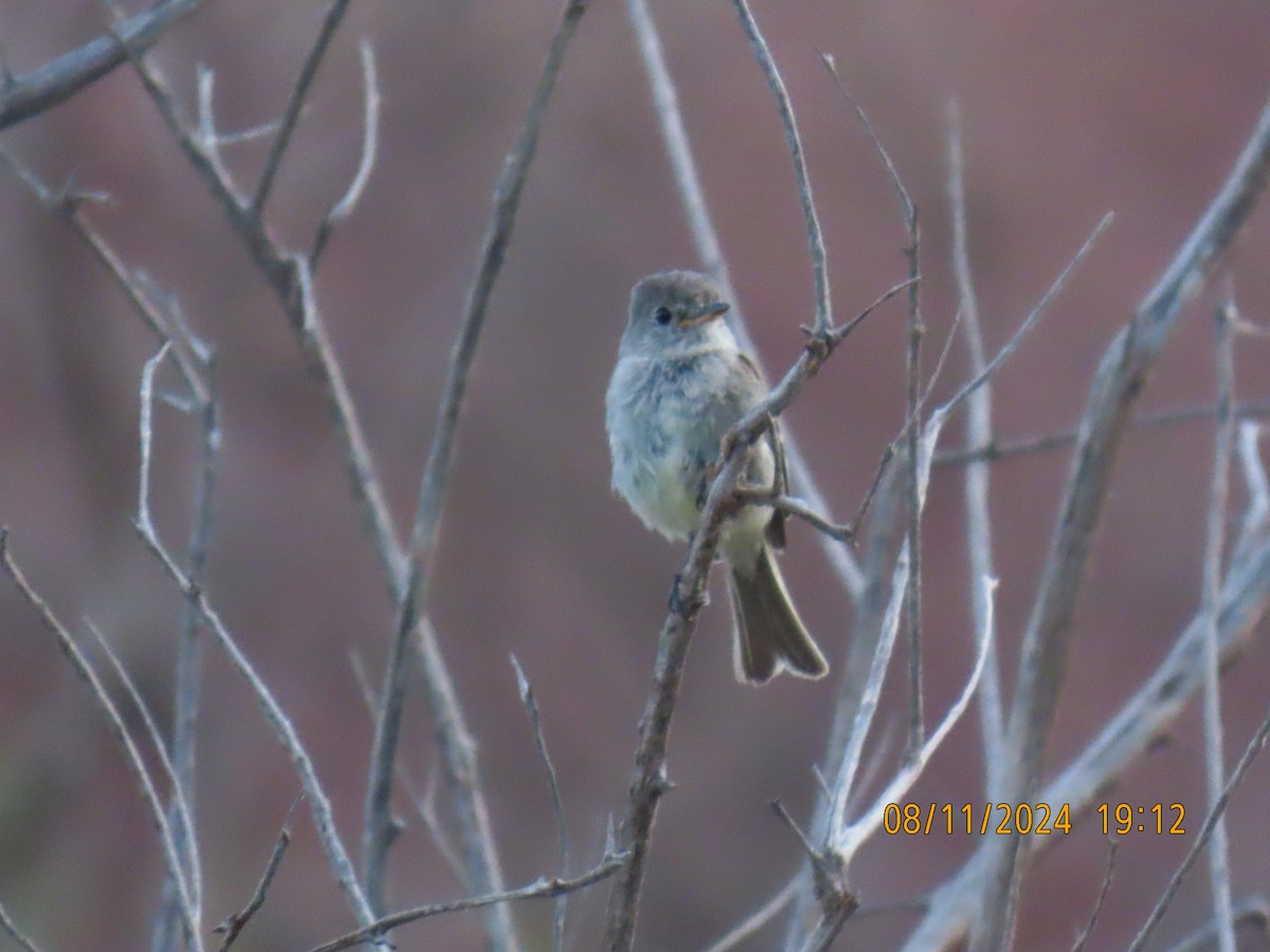 Western Wood-Pewee - ML622424493