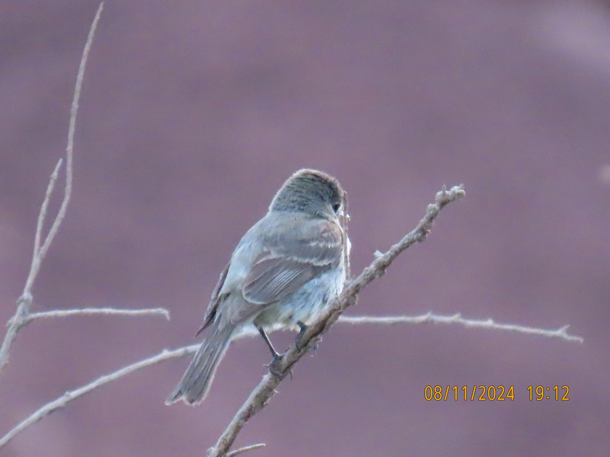 Western Wood-Pewee - ML622424513