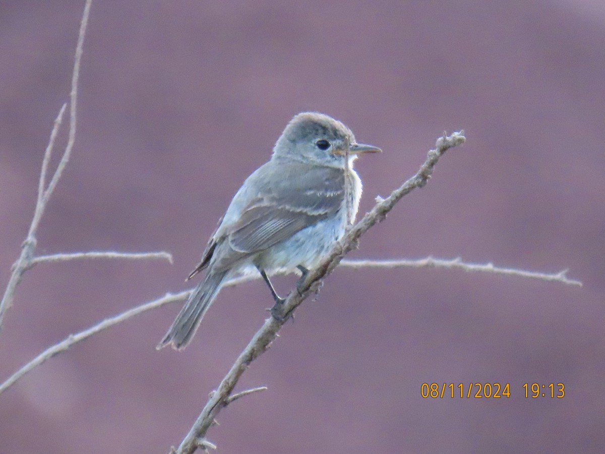 Western Wood-Pewee - ML622424514