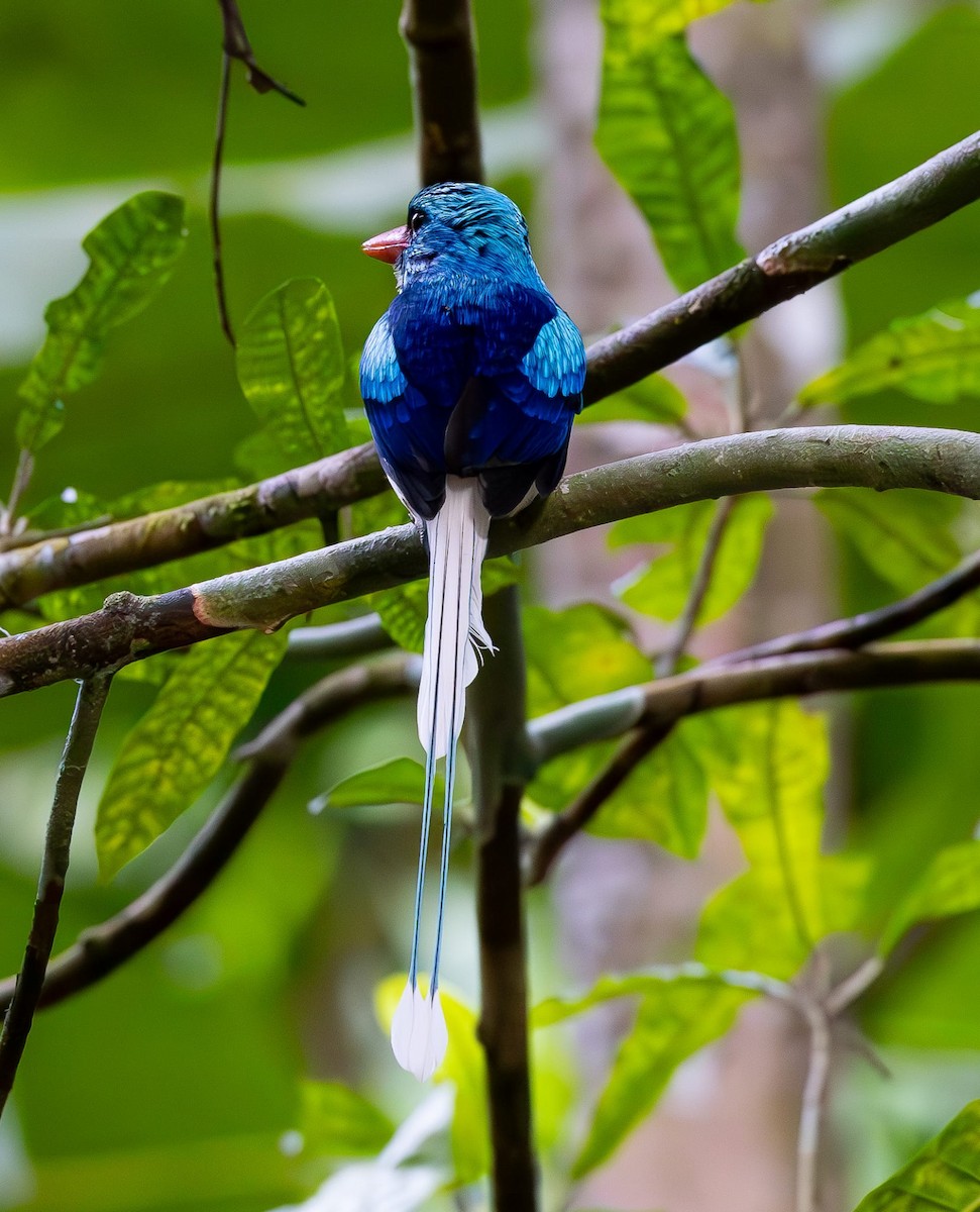 Biak Paradise-Kingfisher - ML622424538