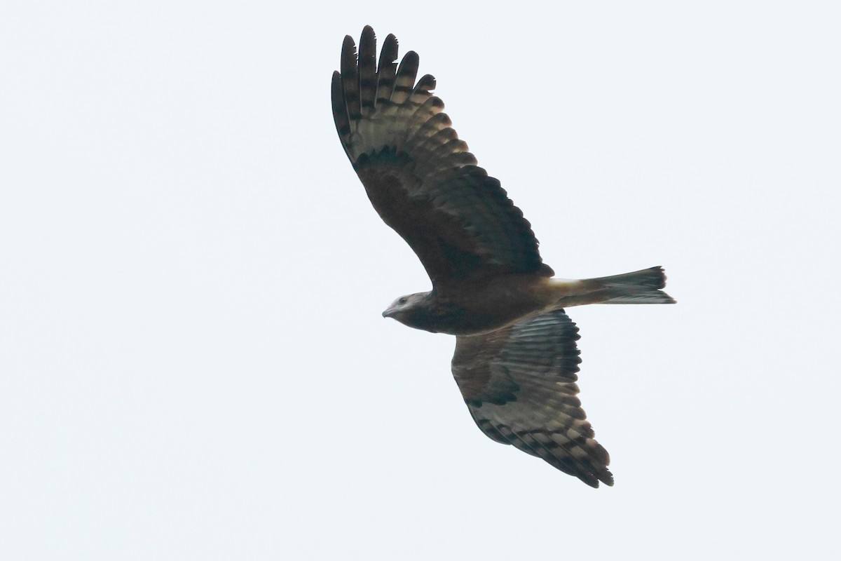 Square-tailed Kite - ML622424541