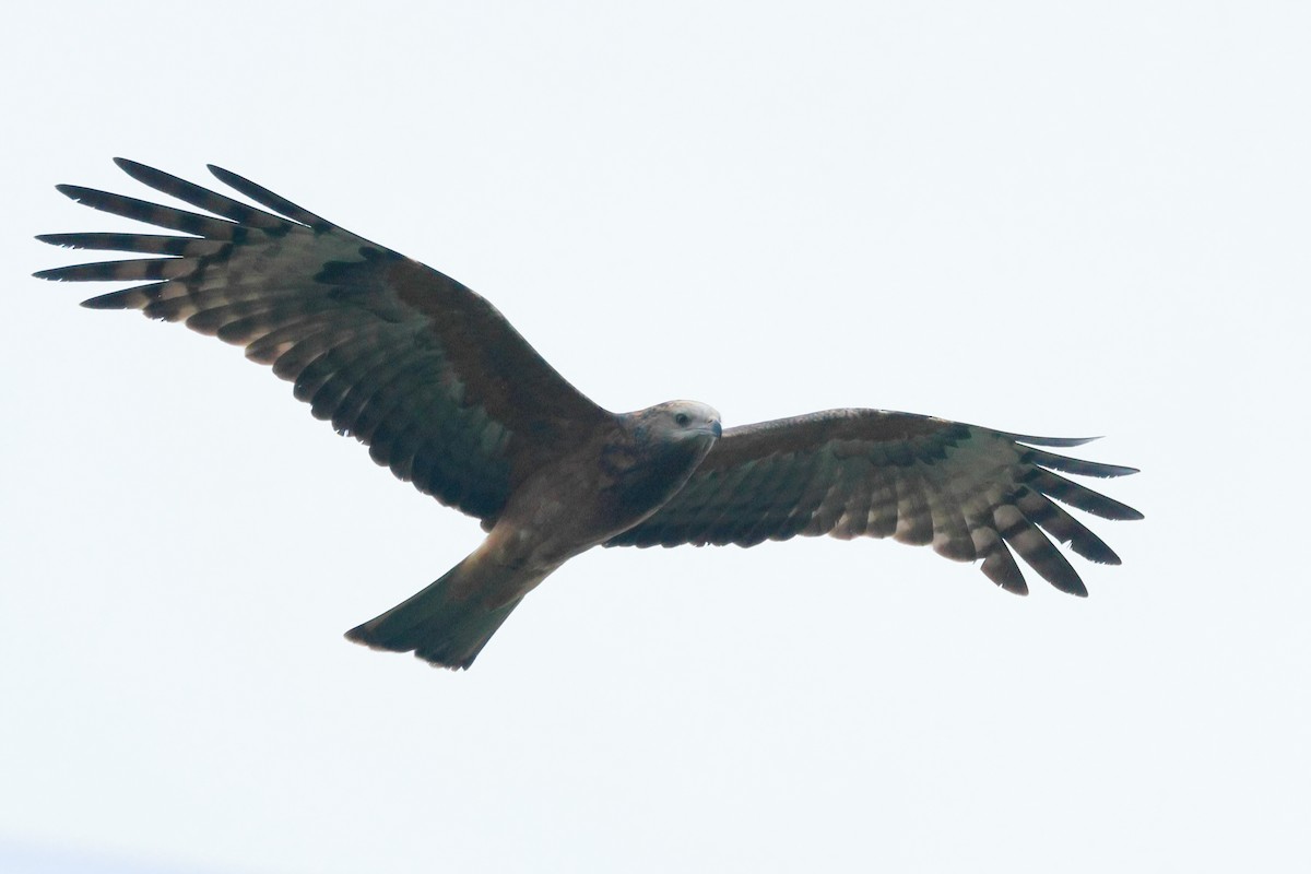 Square-tailed Kite - ML622424542