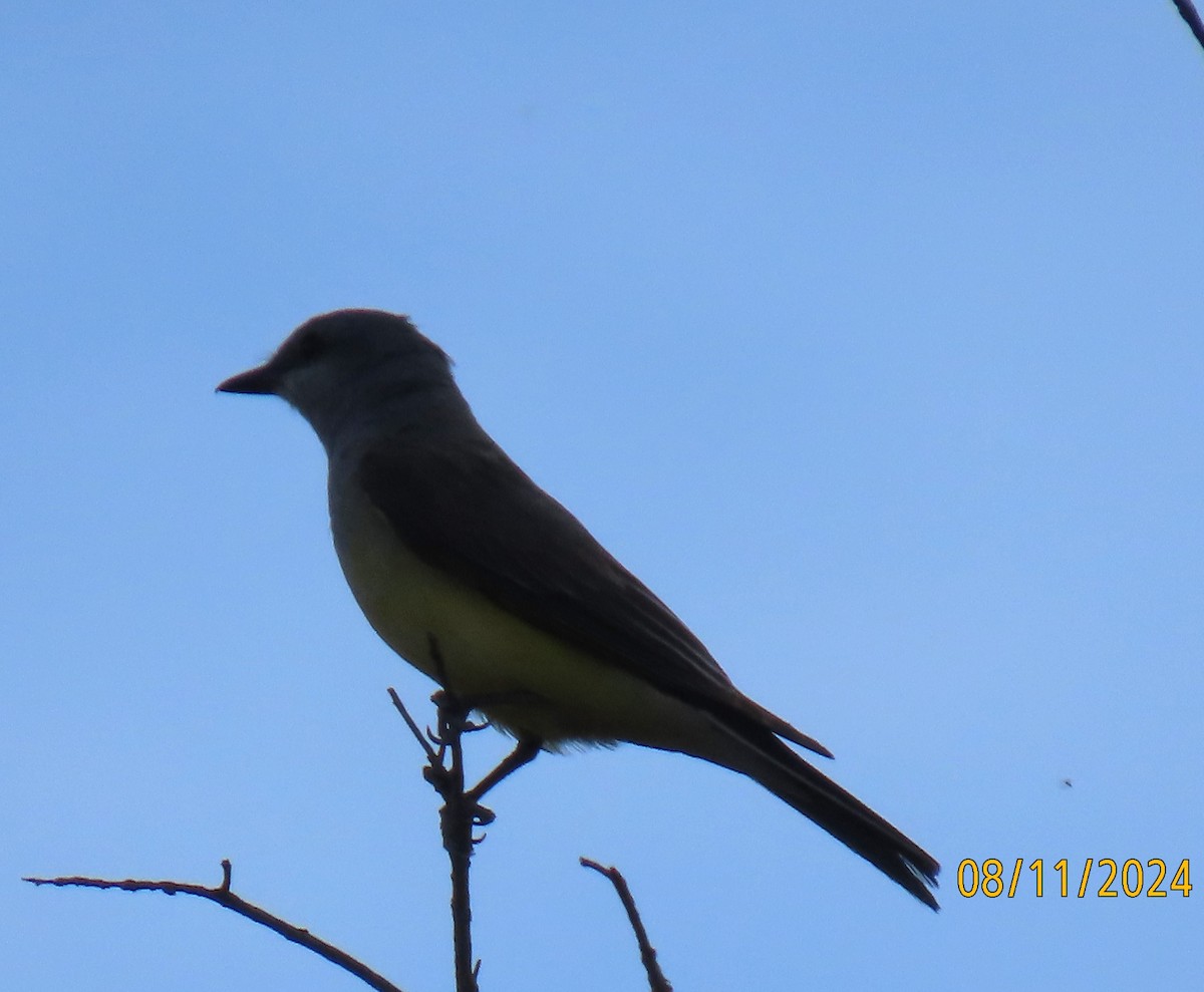 Western Kingbird - ML622424556