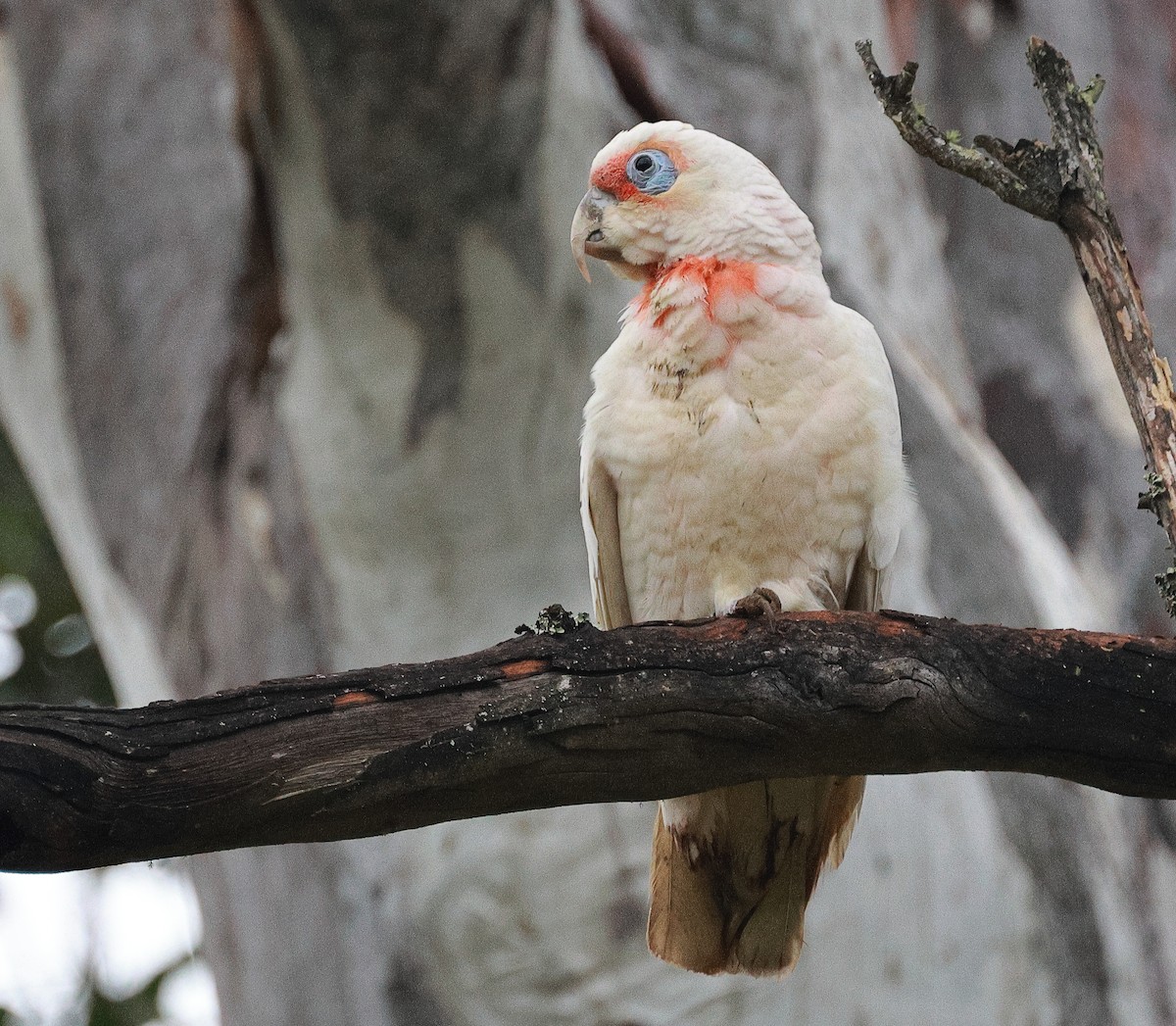 Long-billed Corella - ML622424567