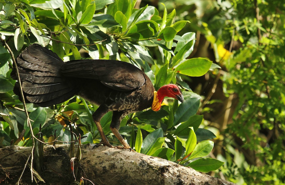 Australian Brushturkey - ML622424568
